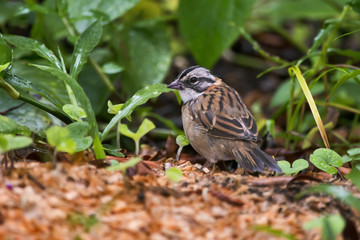 Rufous-collared sparrow