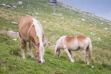 Naklejka na ściany i meble Horses grazing on mountain pastures.
