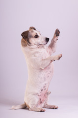 Jack Russell Terrier at studio on white