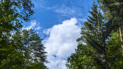 Tops of trees against the blue sky