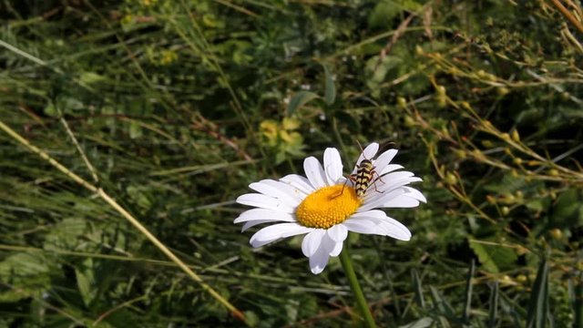 Striped beetle on chamomile. The beetle crawls on the flower and flies into the air.