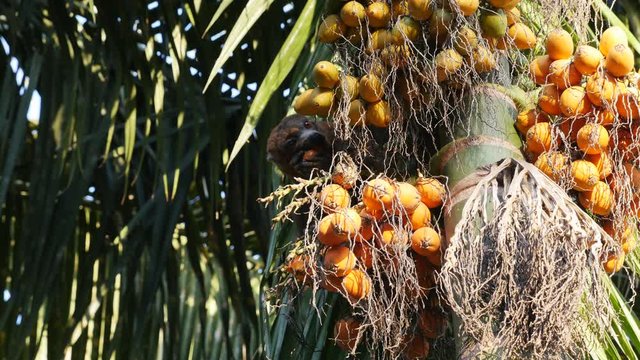 Lemur eating fruit off tree, Comoros