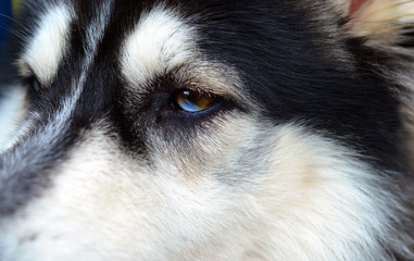 Close up view of a Siberian Husky's two-colored eye, half brown, half blue