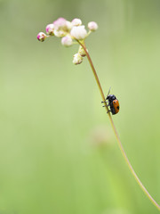 Ladybug
