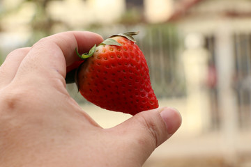 hand carry strawberry,closed at finger holding strawberry