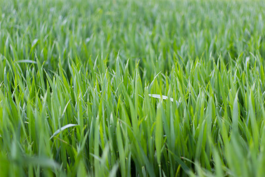 A closeup picture of high grass