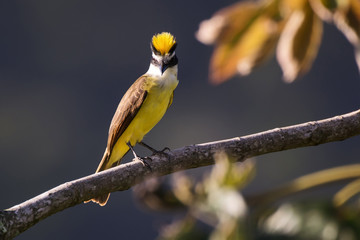 Great kiskadee
