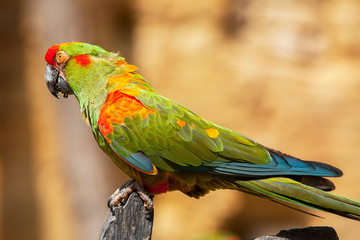 Obraz premium Ara de Lafresnaye, ara rubrogenys, en gros plan 