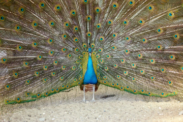 Obraz premium Peacock