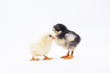chicken on white