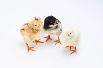 chicken on white