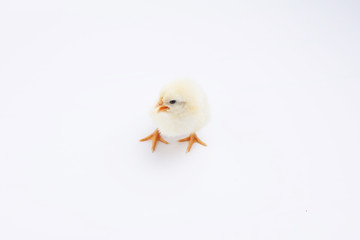 chicken on white