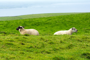 Fototapeta premium Moutons dos à dos