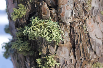 Lichen on the bark of a tree