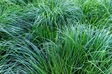 Texture of lavish healthy grass. Bushes of lush grass growing in waves.