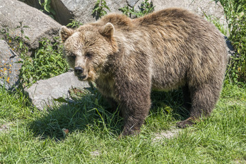 Braunbär in der Natur checkt seine Umgebung