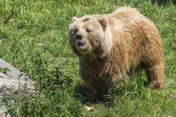 Ein Braunbär auf einer grünen Wiese