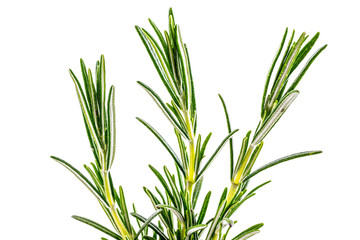 Rosemary in the glass, italian, Spice, herbs