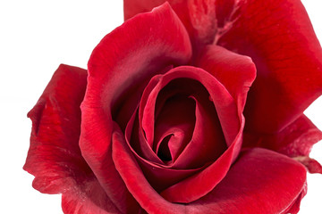 Naklejka premium Rose, red, queen of the flowers