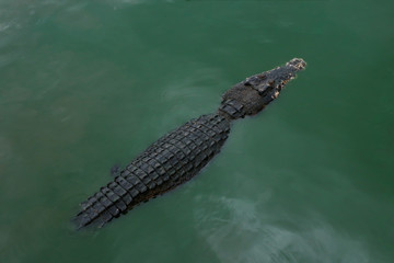 Crocodiles are swimming to hunt. 