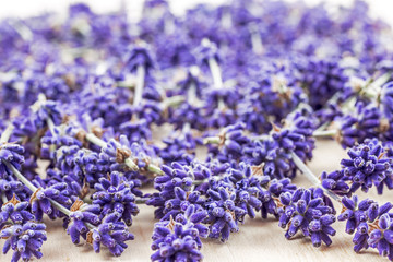 Obraz na płótnie Canvas Blossom of true lavender, medical plant