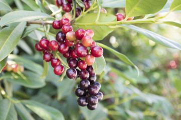 Prunus laurocerasus, cherry laurel, common laurel, English laurel with ripening fruits