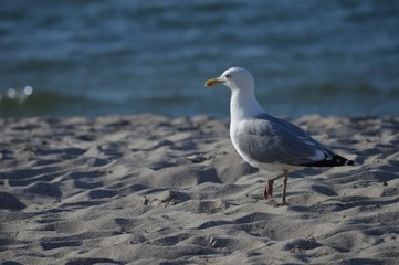 Möwe