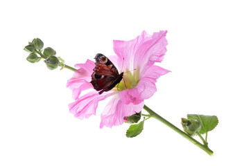 Butterfly on beautiful decorating hollyhock flowers Althaea officinalis isolate d white background