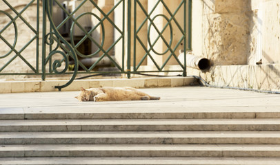 Yellow nice cat relaxing in Barraka garden, Valletta, Malta