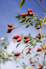 Rosa canina, dog-rose with ripened fresh red fruits, rosehips against blue sky