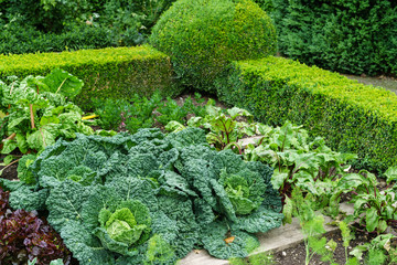 Bauerngarten im Sommer mit blühenden Blumen, Salat- und Gemüsebeeten von Buchs eingefasst