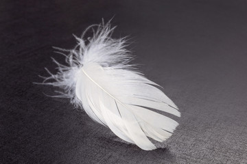 White fluffy feather