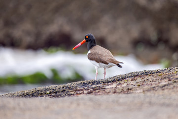 Oystercatcher
