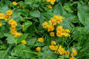 Pflanzen, Stauden, Echter Alant (botanisch: Inula helenium), Alant in voller sommerlicher Blüte in warmen Gelbtönen eingebettet in saftiges Grün