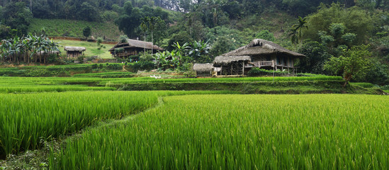 Rice field © MICHEL