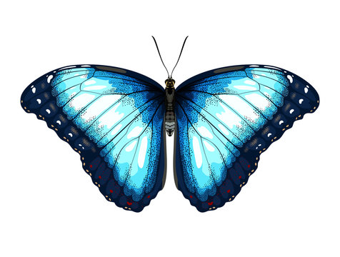 Single detailed Blue Butterfly morpho on a white background.