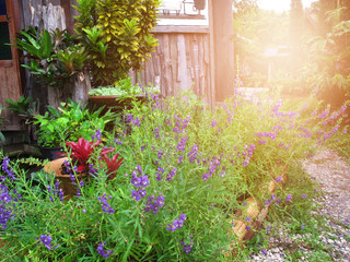 Fototapeta na wymiar Purple flower field and sunlight