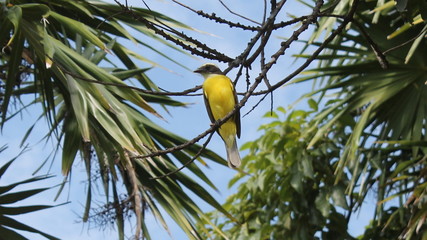 A small bird sits on a palm branch.