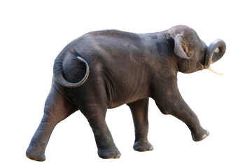 Elephant on white background with clipping path