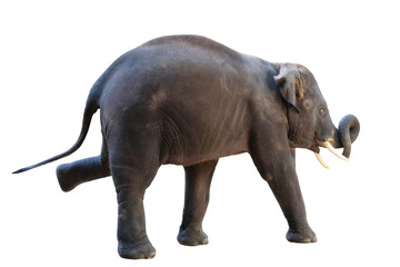 Elephant on white background with clipping path