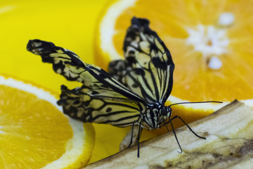 butterfly, moth