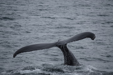 Obraz premium Whale's tail