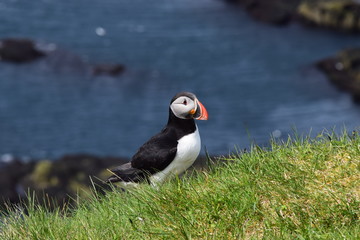 Puffin in iceland
