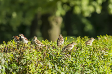  sparrows on geen bush on green background