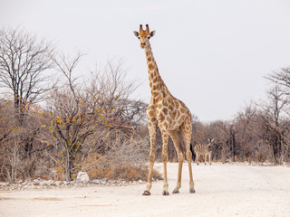 Obraz premium Young giraffe standing on the dusty road, Etosha National Park, Namibia, Africa.