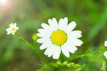 Fototapeta premium Daisies on the lawn. Summer, sun.