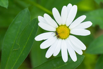Obraz premium Daisies on the lawn. Summer, sun.
