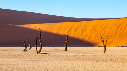 Desolated dry landscpe with dead camel thorn trees in Deadvlei pan with cracked soil in the middle of Namib Desert red dunes, Sossusvlei, Namibia, Africa.