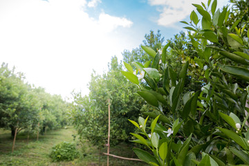 Flowers of oranges