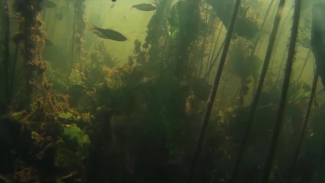 Shoal of small freshwater fish under water.